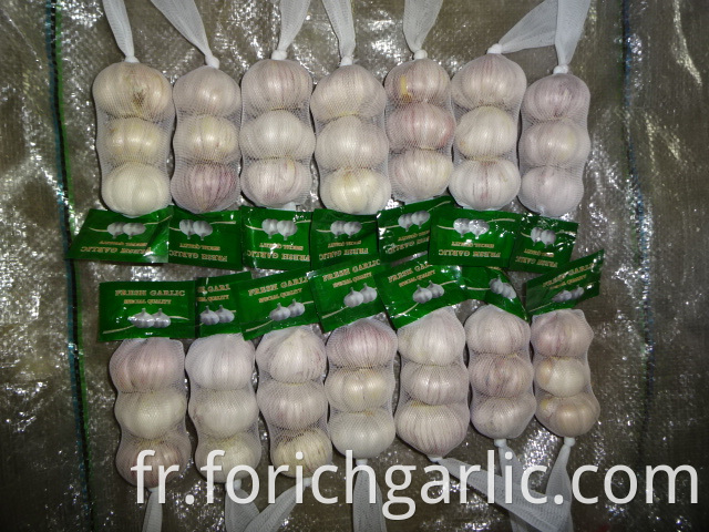 Crop 2019 Fresh Normal White Garlic